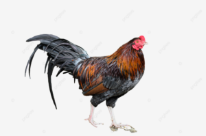 Event Imlek Sabung Ayam